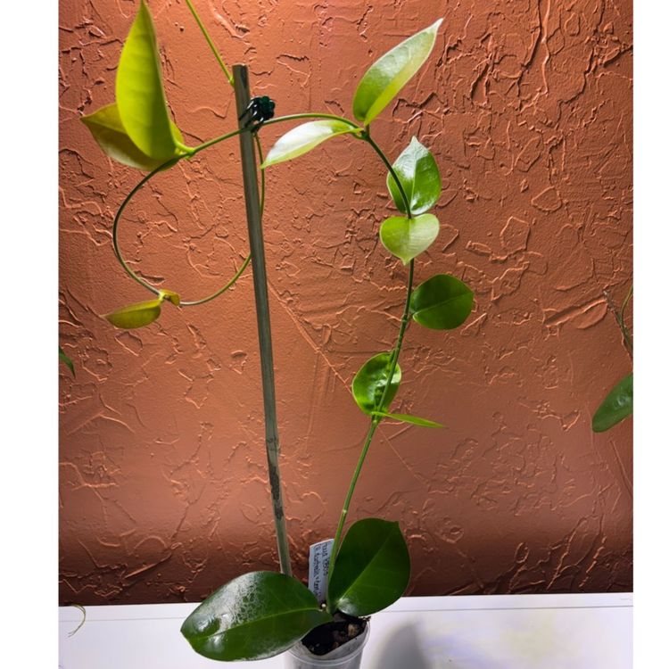 2027 Hoya KB03 (densifolia x australis)