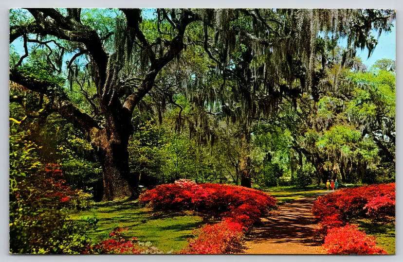 Postcard Romantic Spanish Moss Overhangs a Colorful Southern Garden Tillandsia usneoides - 12169