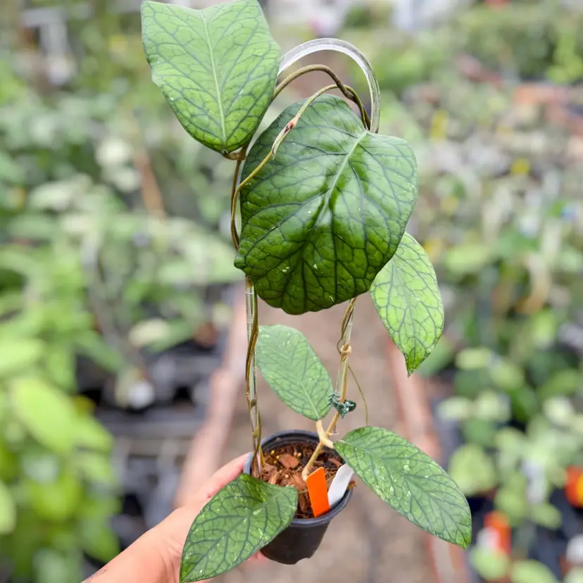 PS0445 - Hoya (NOID - UPT)