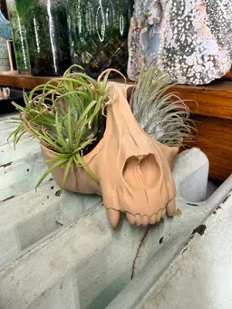 Skull Air Plant/Succulent Display