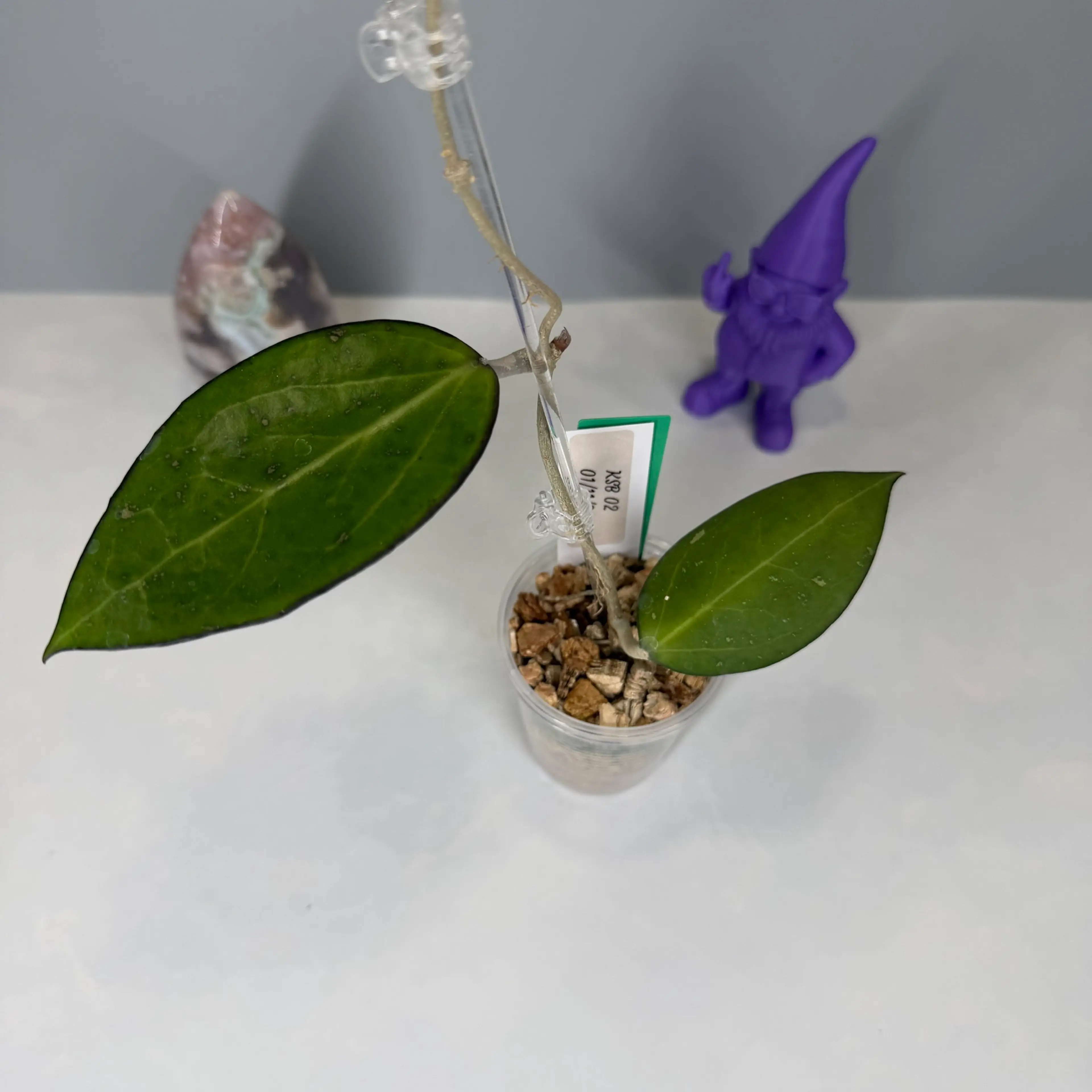 Image 2 of 2