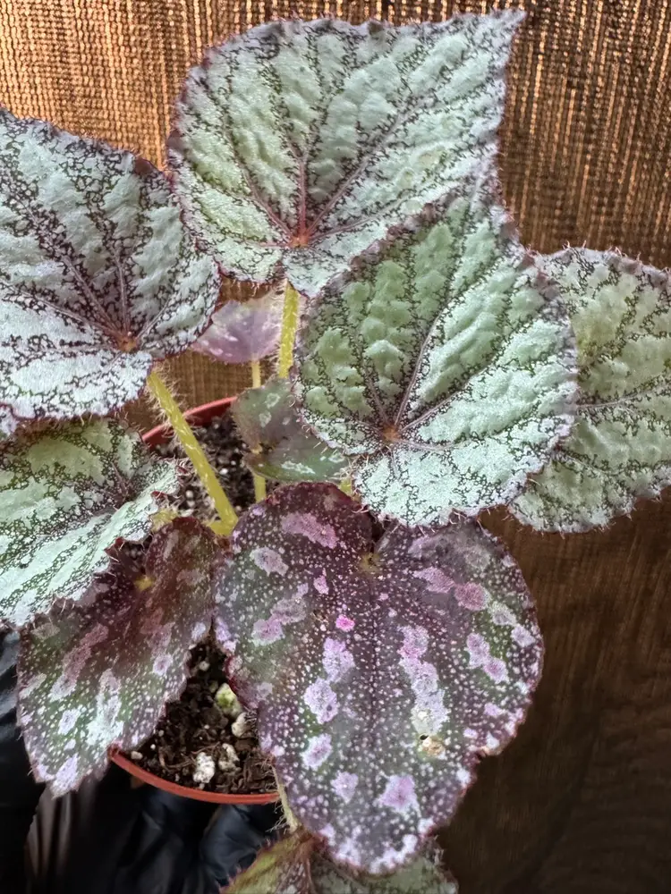 1202 | 4” Begonia Peace