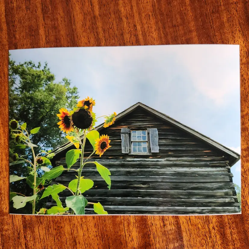 Photograph Of Sunflowers By House 5x7