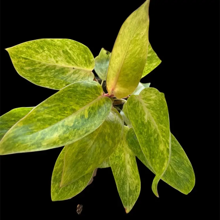 Philodendron Painted Lady