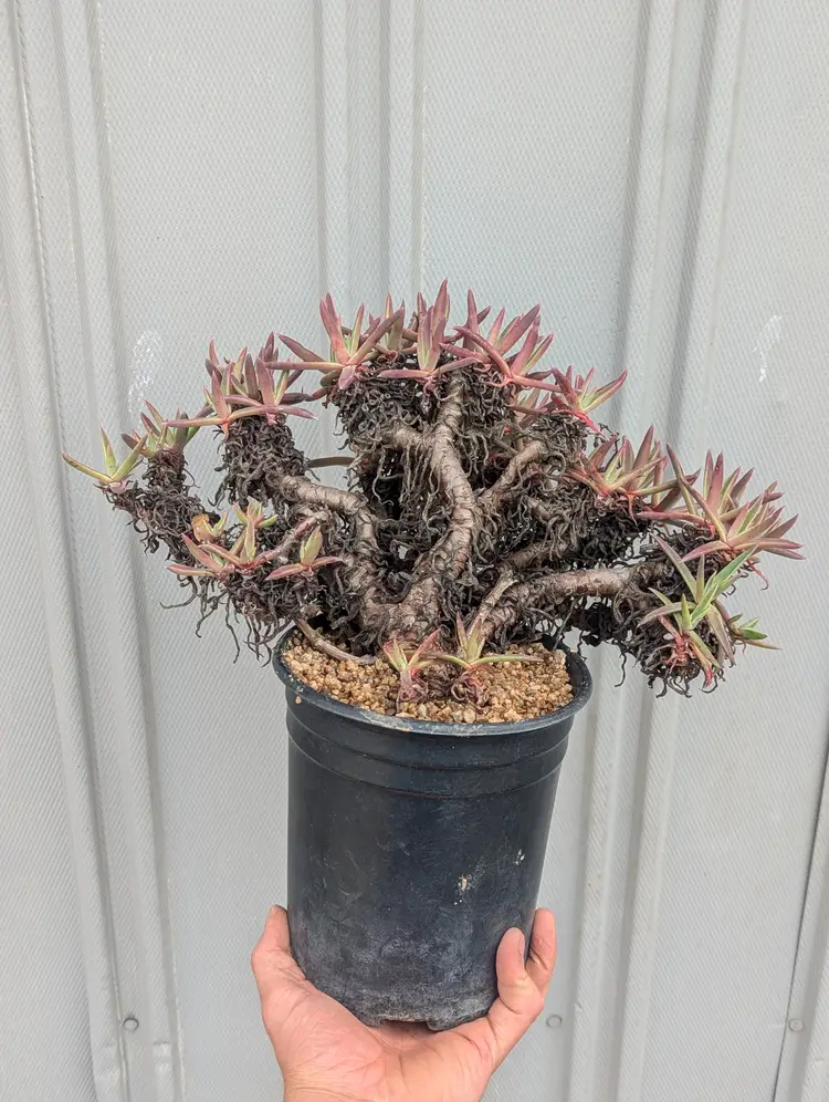 Dudleya caespitosa #2