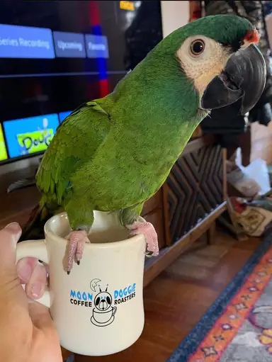 Niknax.net Coffee Chat