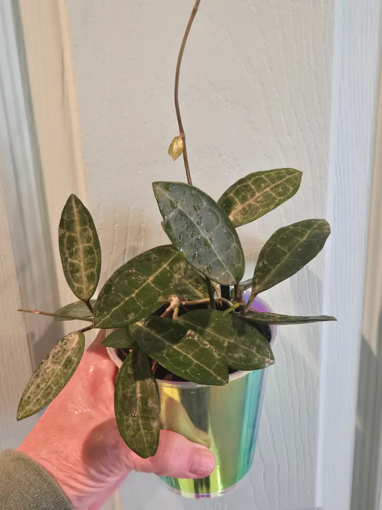 Hoya Elliptica (splash)