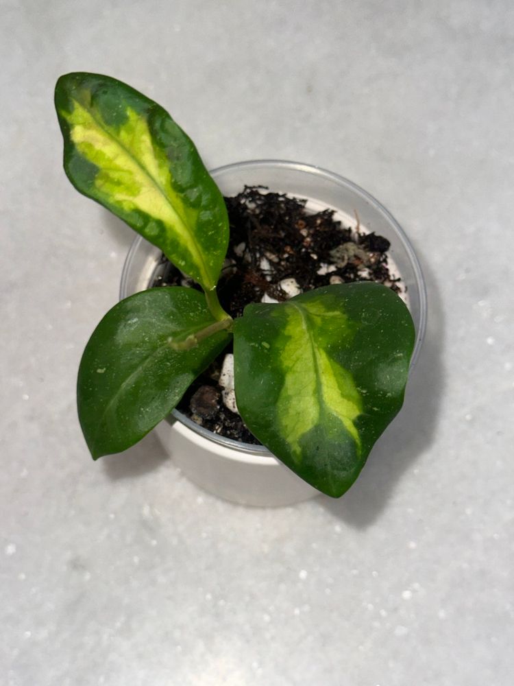 Hoya mindorensis ‘Purple Star’ variegated - 3 inch pot