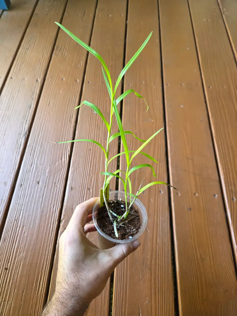 Neobenthamia Gracilis