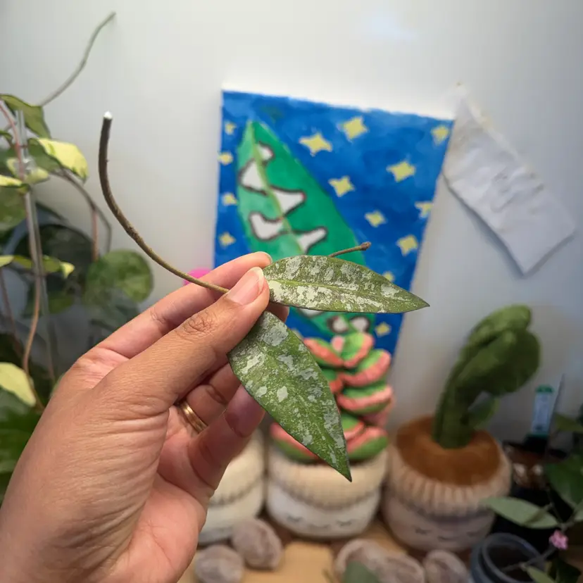Kaikoeana splash cutting with peduncle