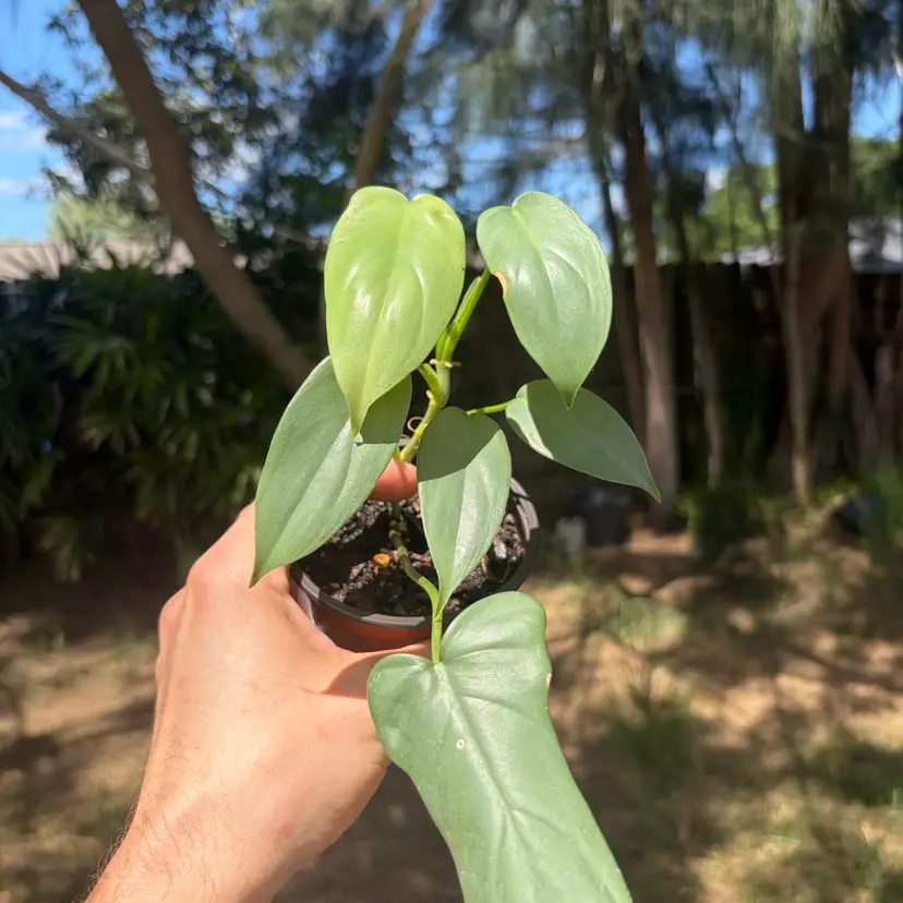 Philodendron Bipennifolium