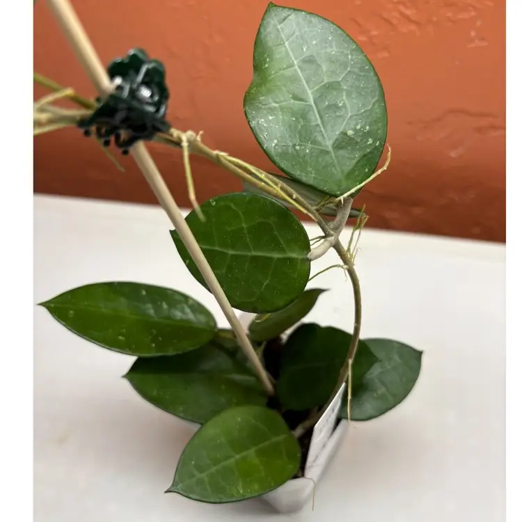 744 Hoya MA03 sp Anjuk Ladang