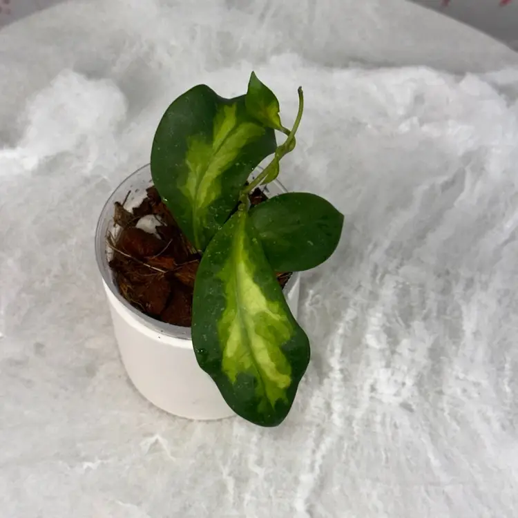 Hoya mindorensis ‘Purple Star’ variegated - 3 inch pot