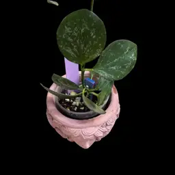 RR08 Hoya Collina Sp IR026