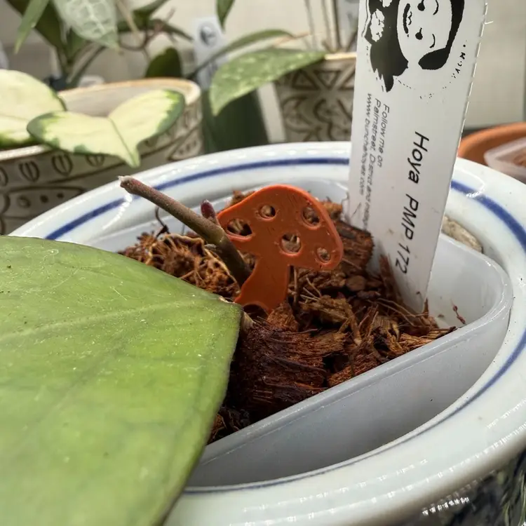 Mushie Prop Pins (24-Pack)