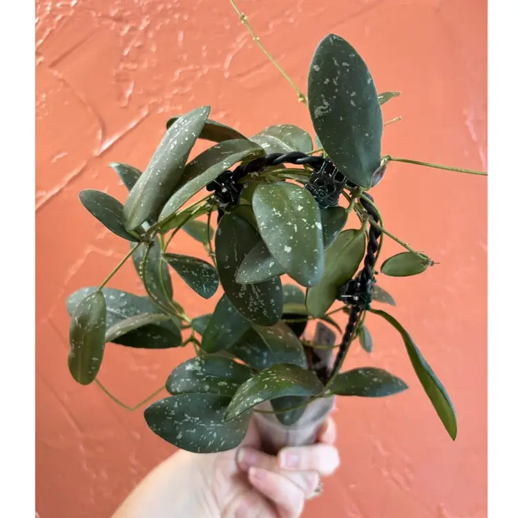 2032 Hoya sigillatis (round leaf)