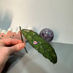 FC02 Clemensiorum sp Aceh cutting