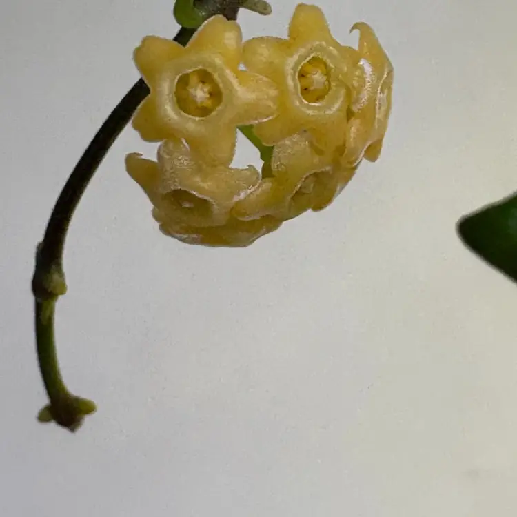 Buy Angel a coffee for midterms week