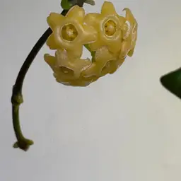 Buy Angel a coffee for midterms week