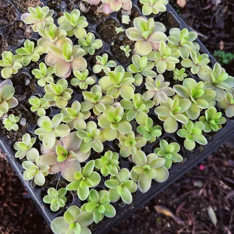 Pinguicula Razzberry Blonde Live Plant - Carnivorous Butterwort - Gnat Eating Plant