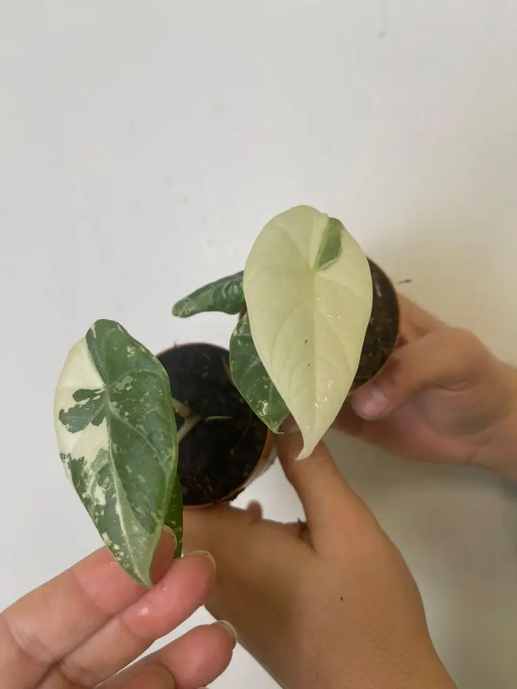 Alocasia maharani albo 3”