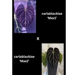 Carlablackiae Max 1 x Max 2