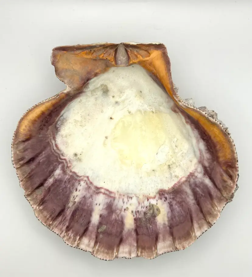 Lion Paw Shell Trinket Tray 5.5βx 5.5βx 1.5β