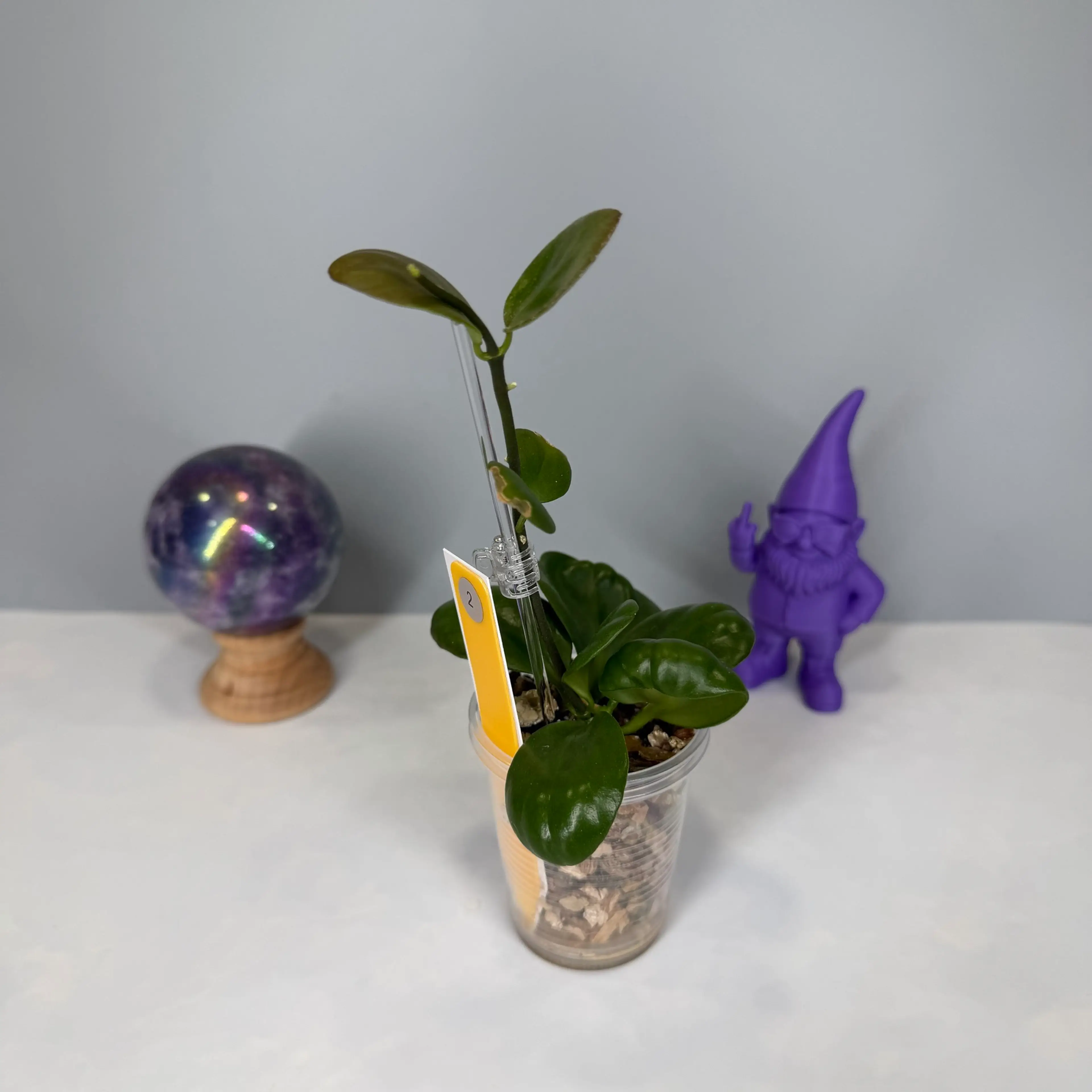 Image 3 of 6