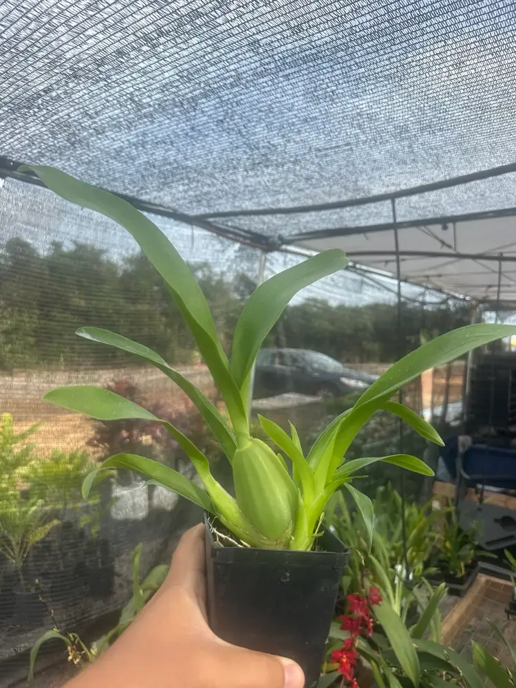 Oncidium Sharry Baby 'Red Fantasy'