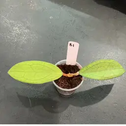 B1 no I’d ‘Leo’