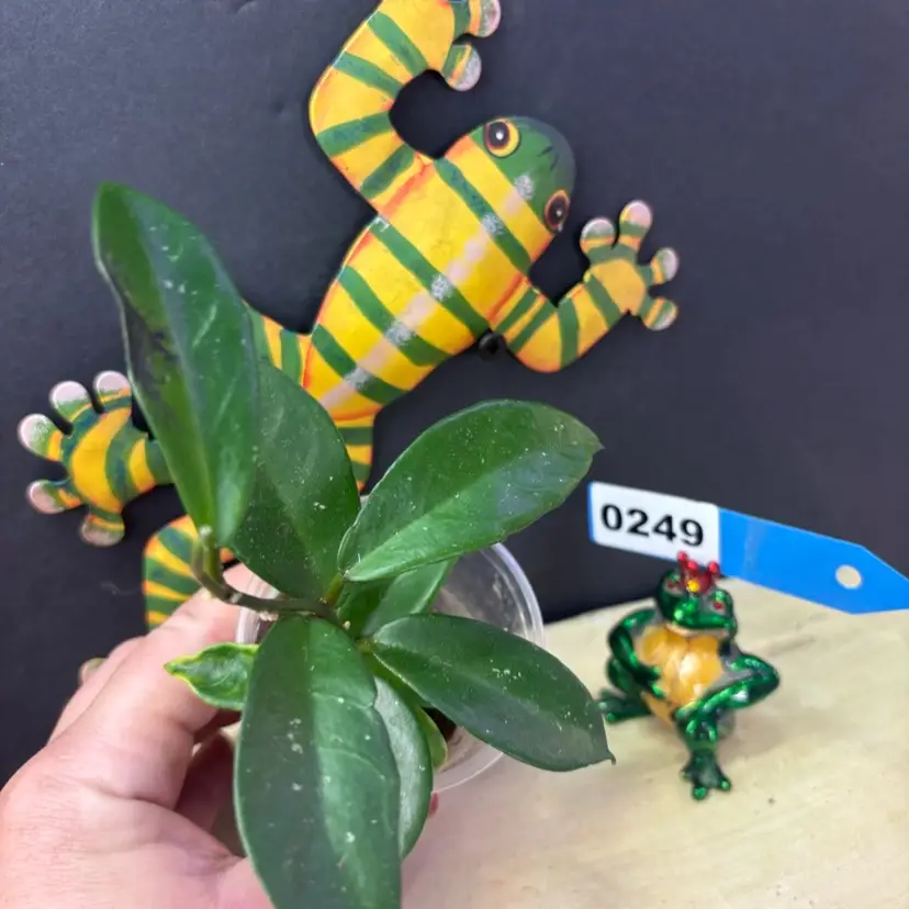 249	GEH 2511 CELATA WHITE DRAGON X UNK