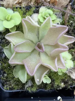 Pinguicula 'Pirouette - Live Carnivorous Plant, Butterwort