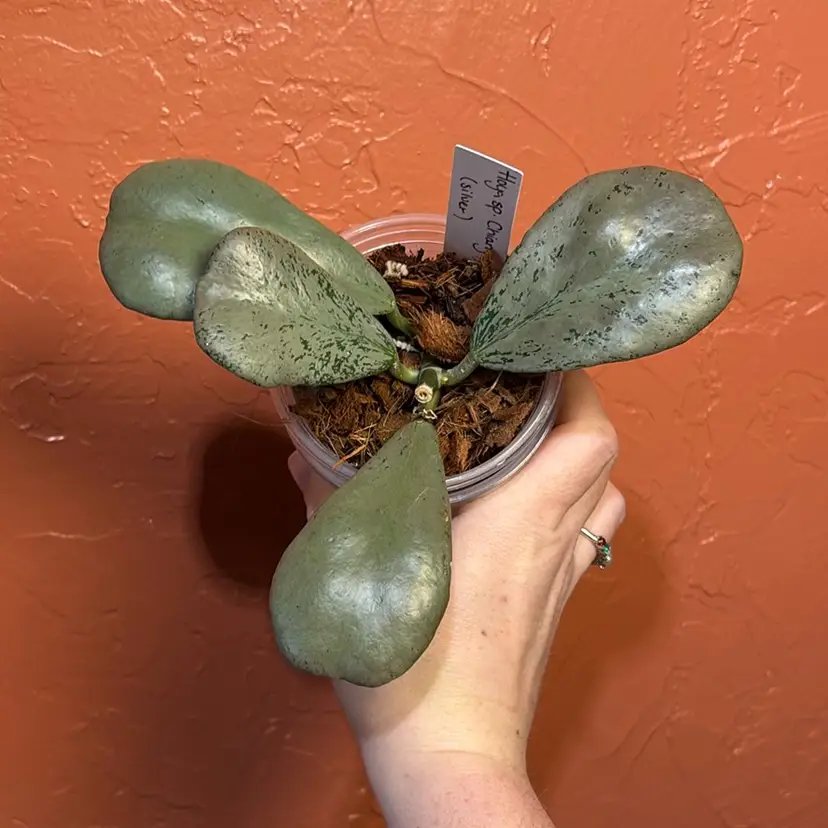 Hoya sp Chiang Dao (silver)