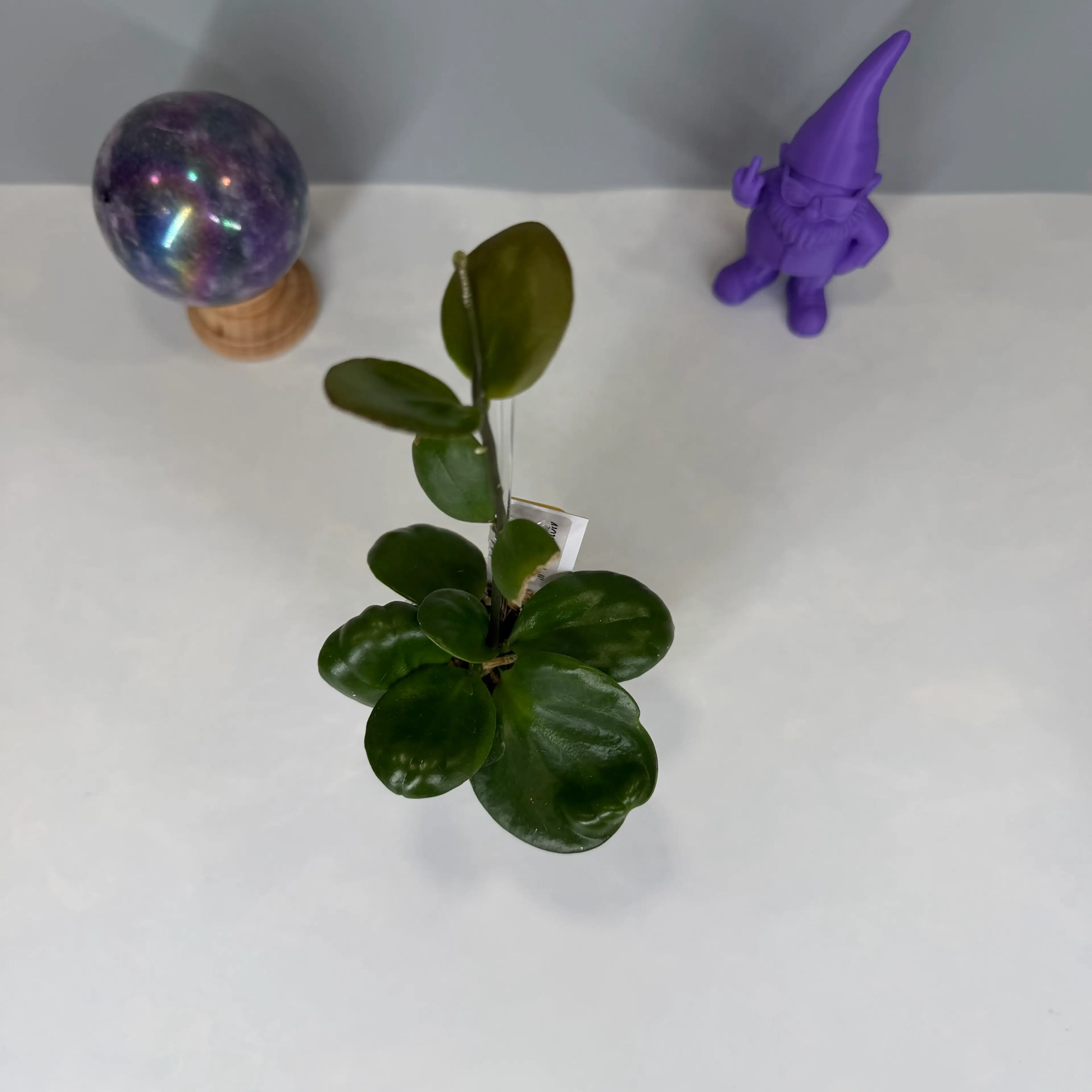 Image 5 of 6
