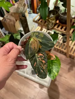 Orange melanochrysum