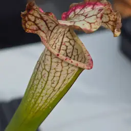 Seedgrown Sarracenia