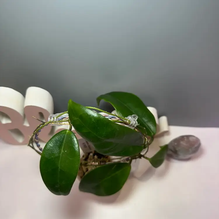 49 Ischnopus Sulawesi