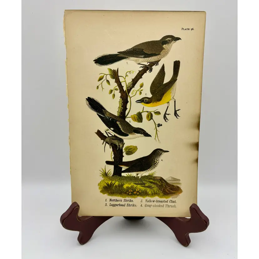 “Shrike/Chat/Thrush”, c.1890, Color Plate Engraving, Plate 96, From An Antique Book