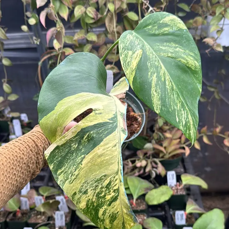 A60 Monstera Aurea Base