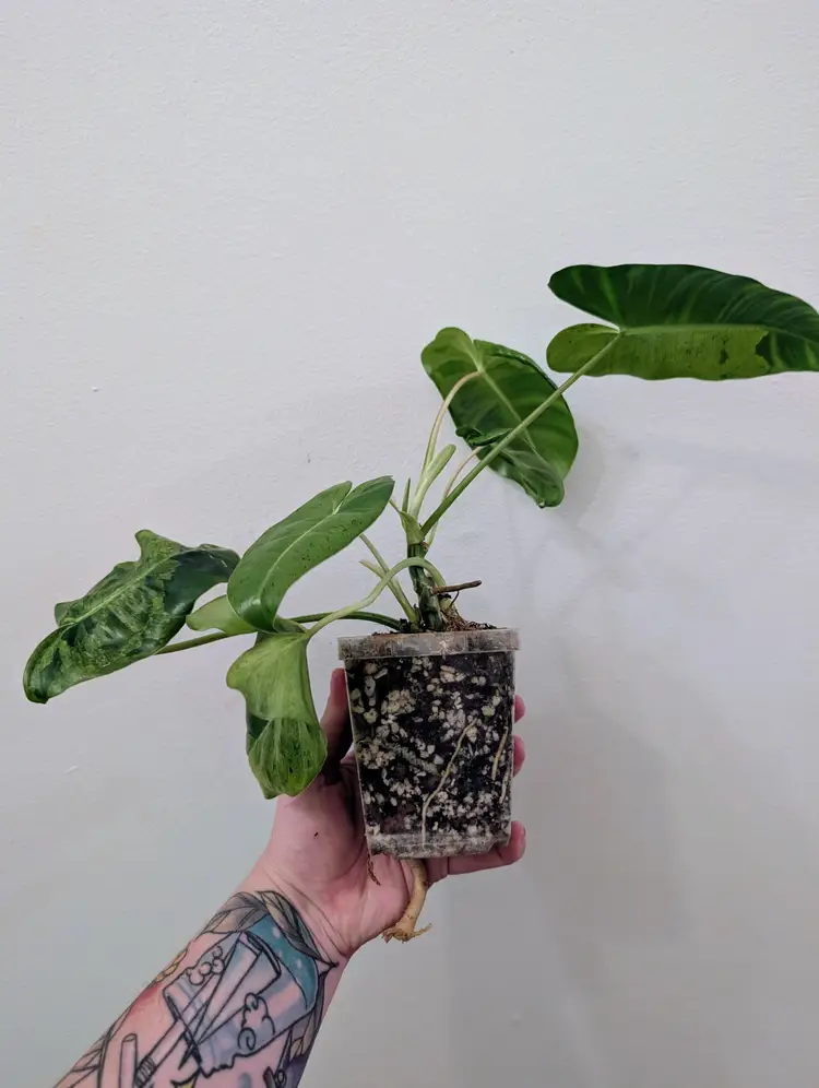 Scrambled Eggs Syngonium