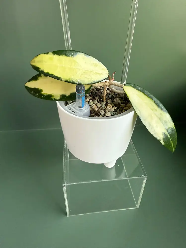 Self Watering pot 4 inch - 6 pack