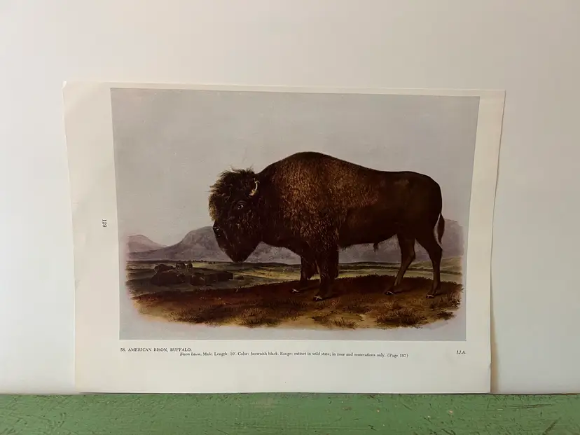 BUFFALO Vintage Audubon North America Print. 1951 12 x 8.5" Full Color American Bison