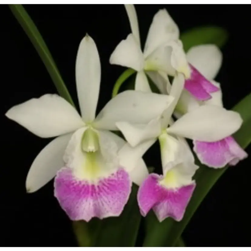 Blc. Hawaii Stars 'Paradise' - 2.5” Pot