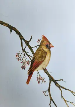 Cardinal Original Watercolor Painting Signed By The Artist 5x7