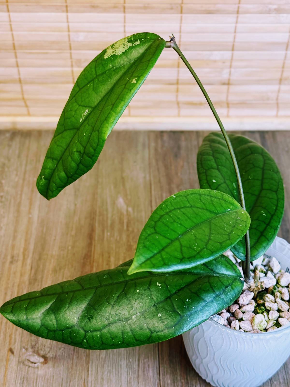 Overgrown Oasis · Exact Plant - 1735: Hoya 'Spring Rabbit'