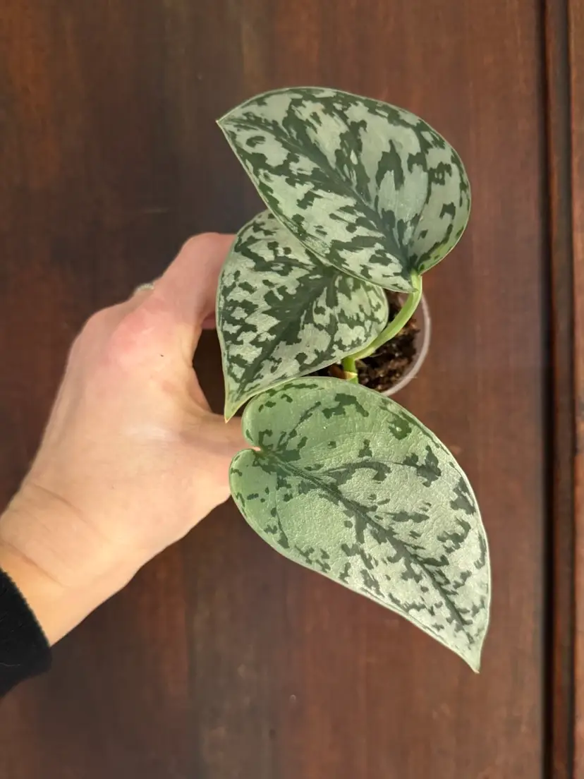 βSilver Ladyβ Scindapsus rooted plant