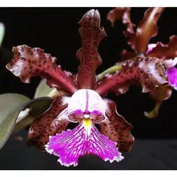 Cattleya schilleriana 4N