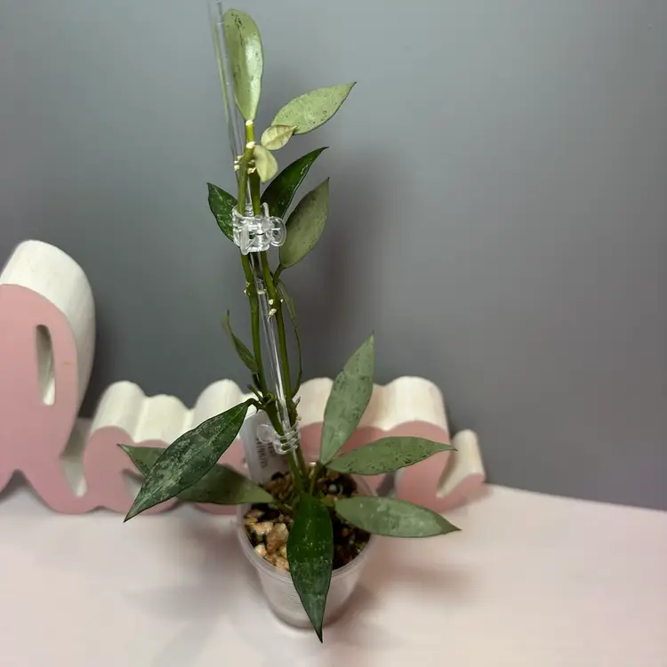 47 Lacunosa FN-11 ‘ABS01’