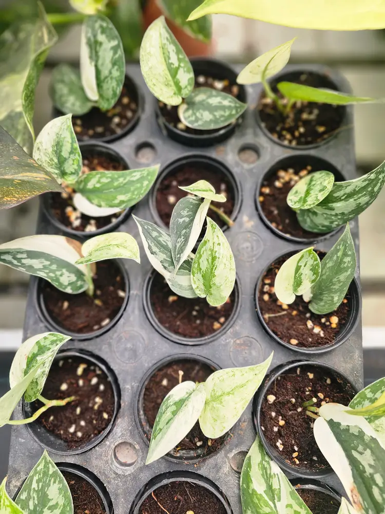 Scin. Mayari grower choice