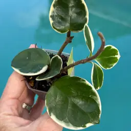 644 Hoya carnosa outer variegated (formerly ‘Snowball’)